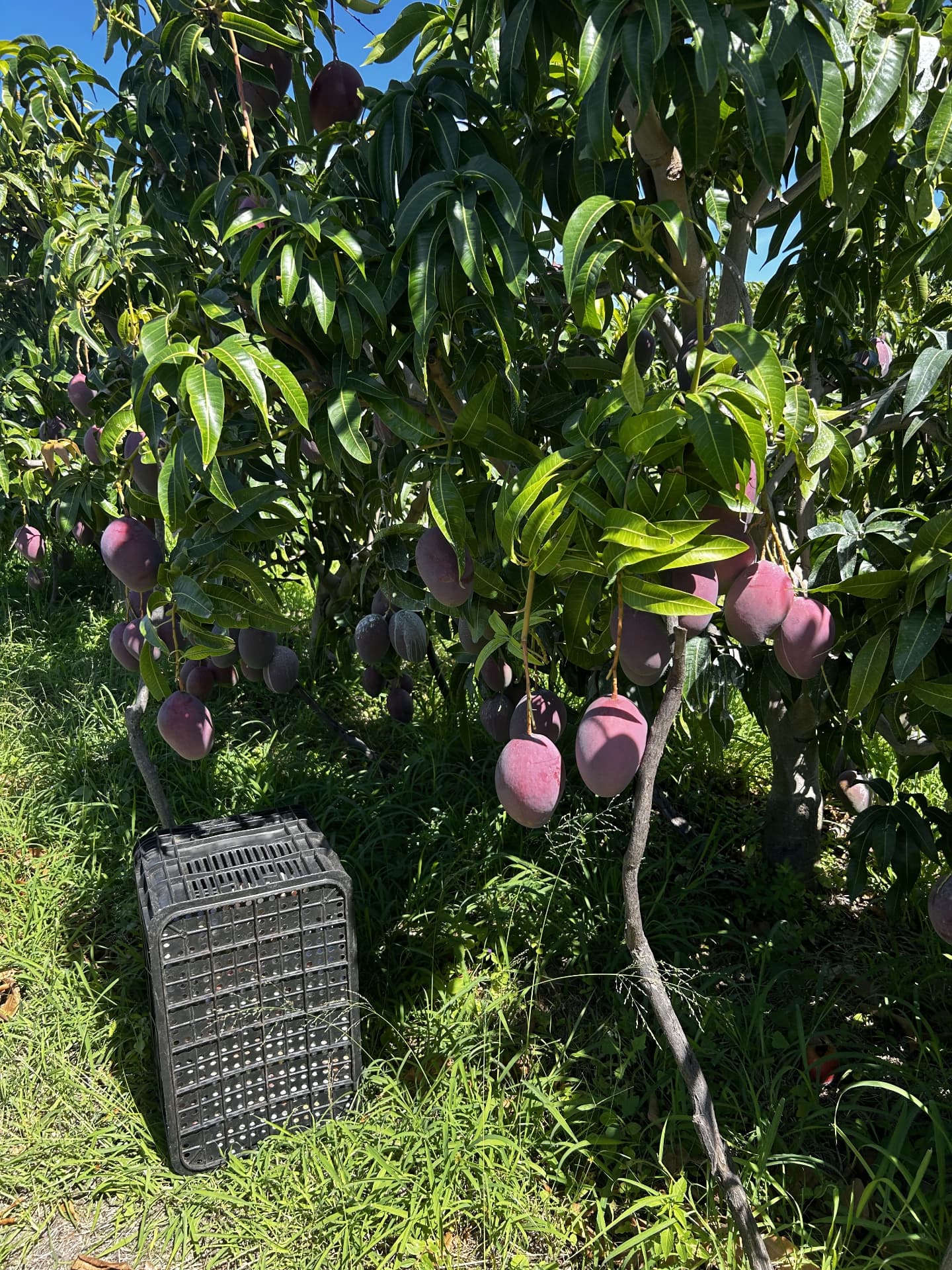 Mango — Brazilian fresh produce for export to Europe