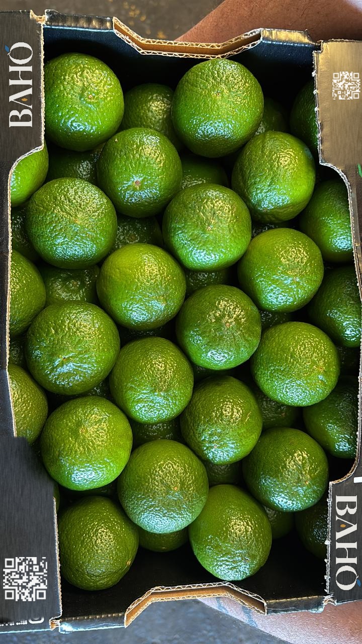 Brazilian Tahiti limes selected for export to Europe