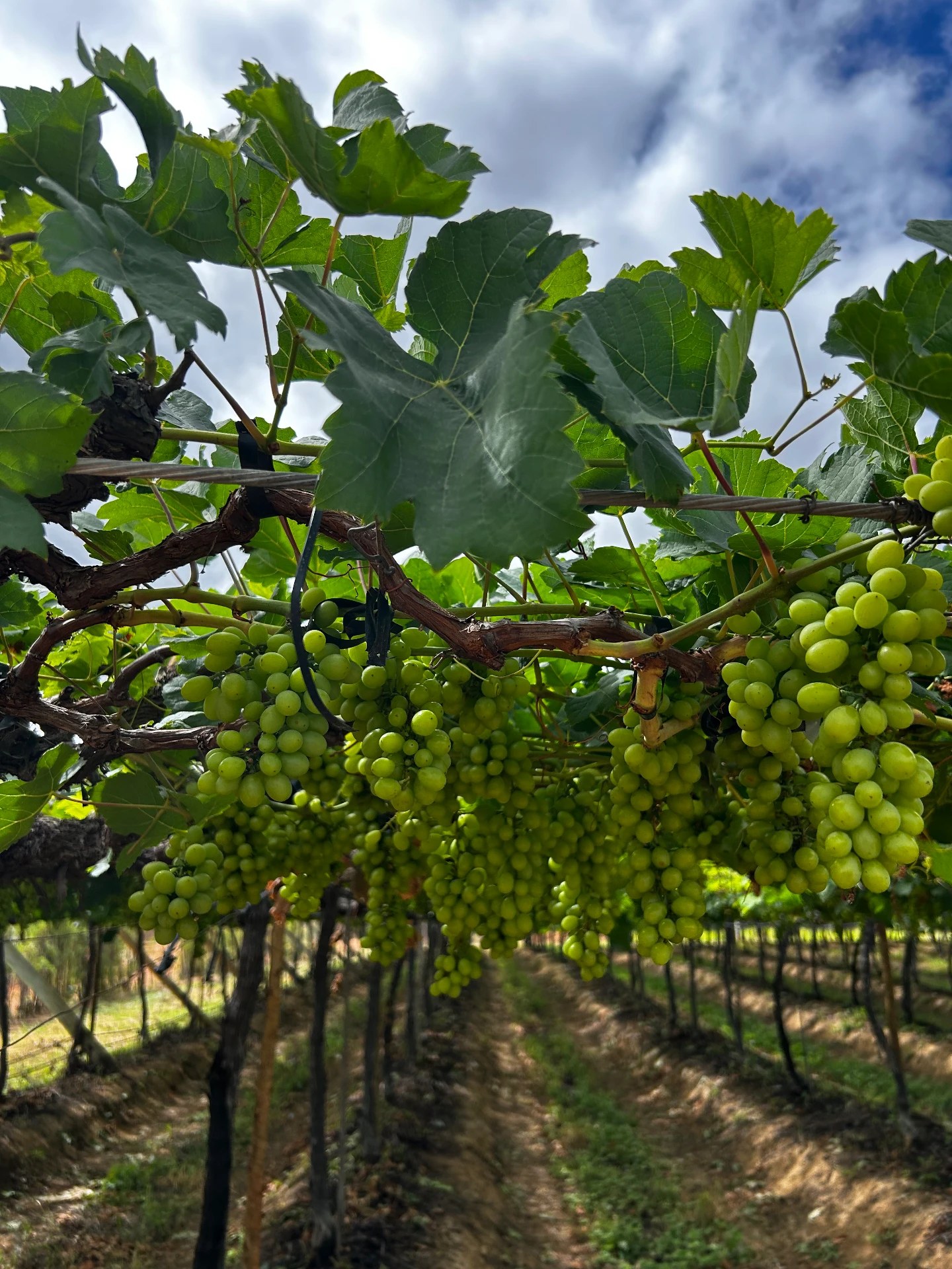 Seasonal Fresh Produce — Brazilian fresh produce for export to Europe