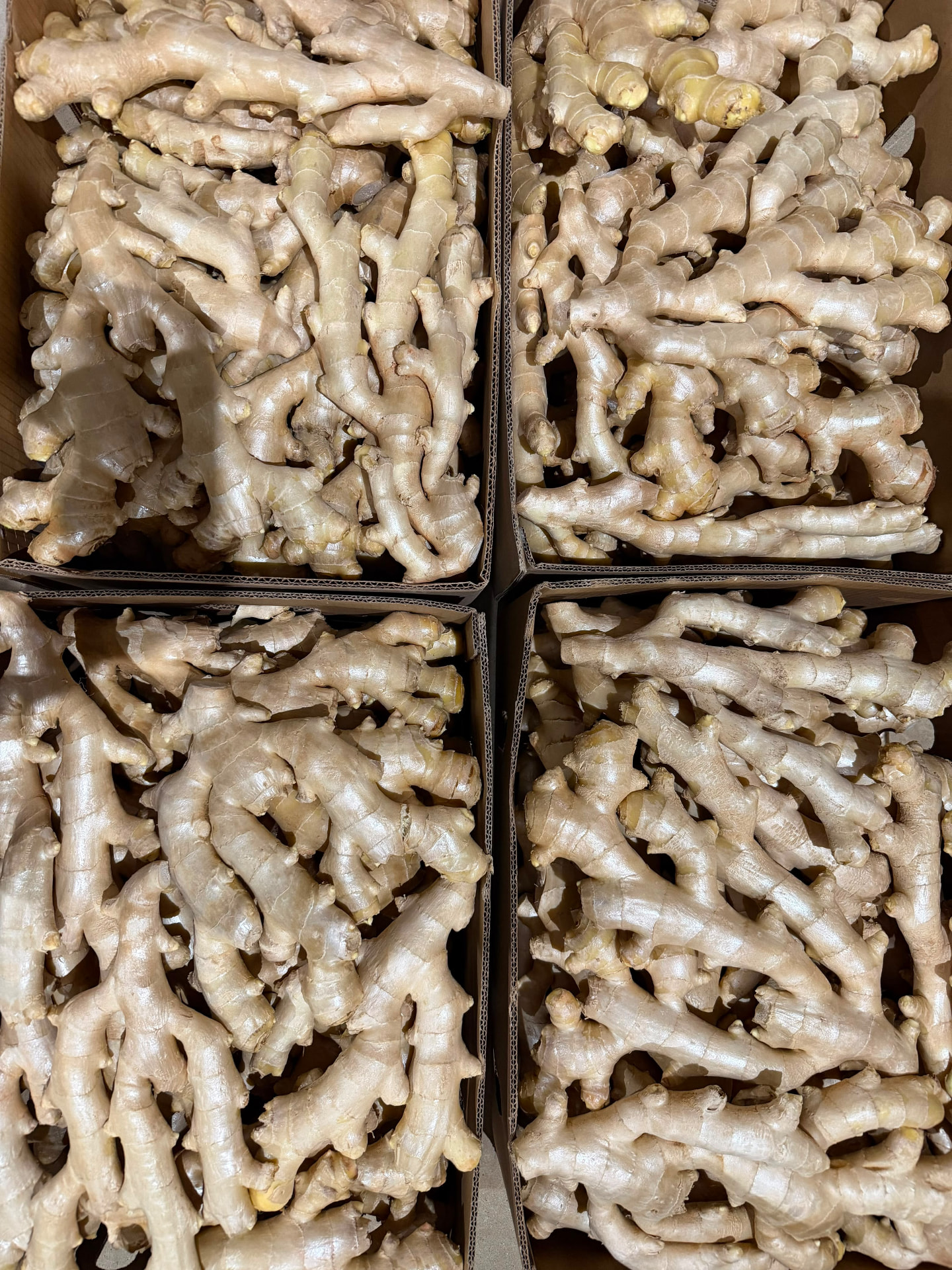 Ginger — Brazilian fresh produce for export to Europe