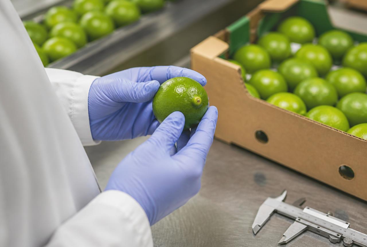 Quality inspection of fresh limes with calipers in a packing facility